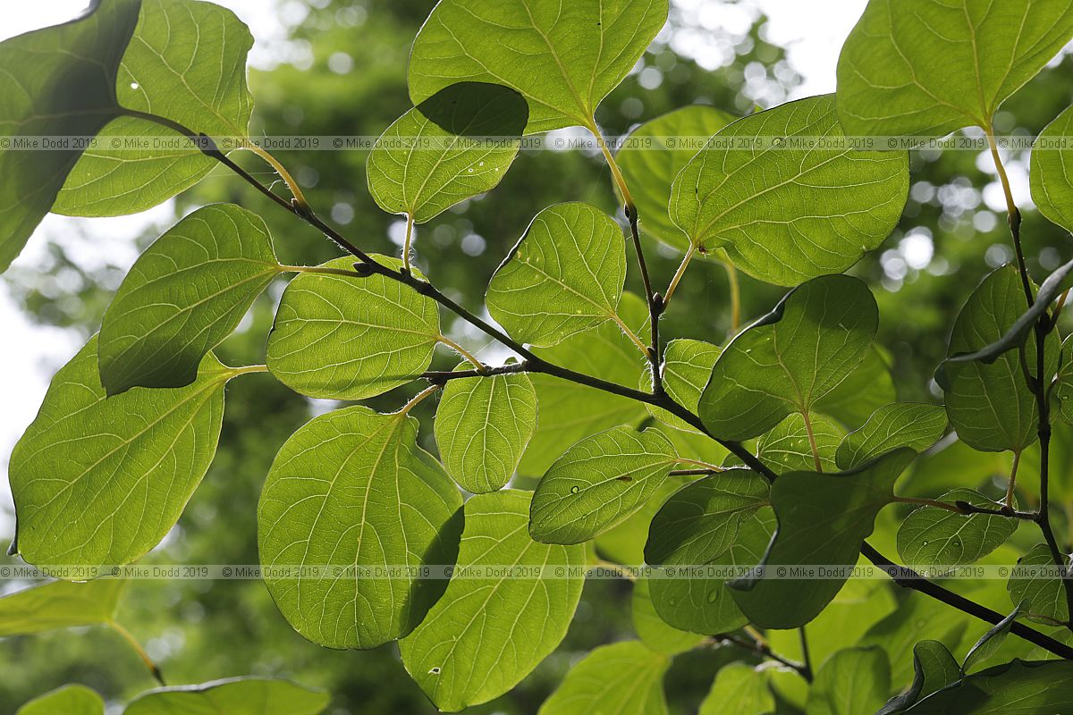 Lindera praetermissa