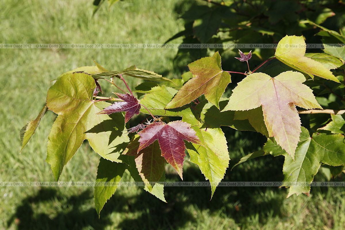 Liquidambar formosana 'Afterglow'