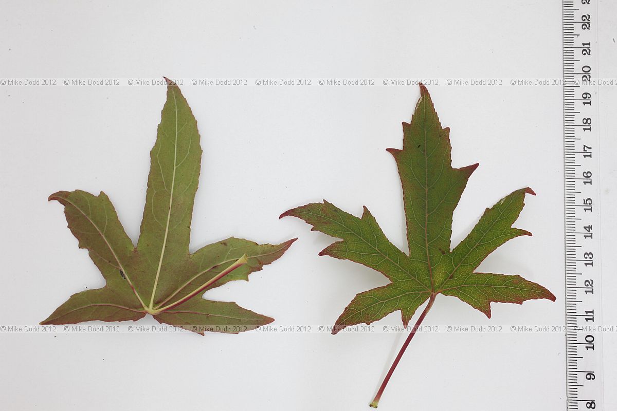 Liquidambar orientalis Oriental Sweet Gum (?)