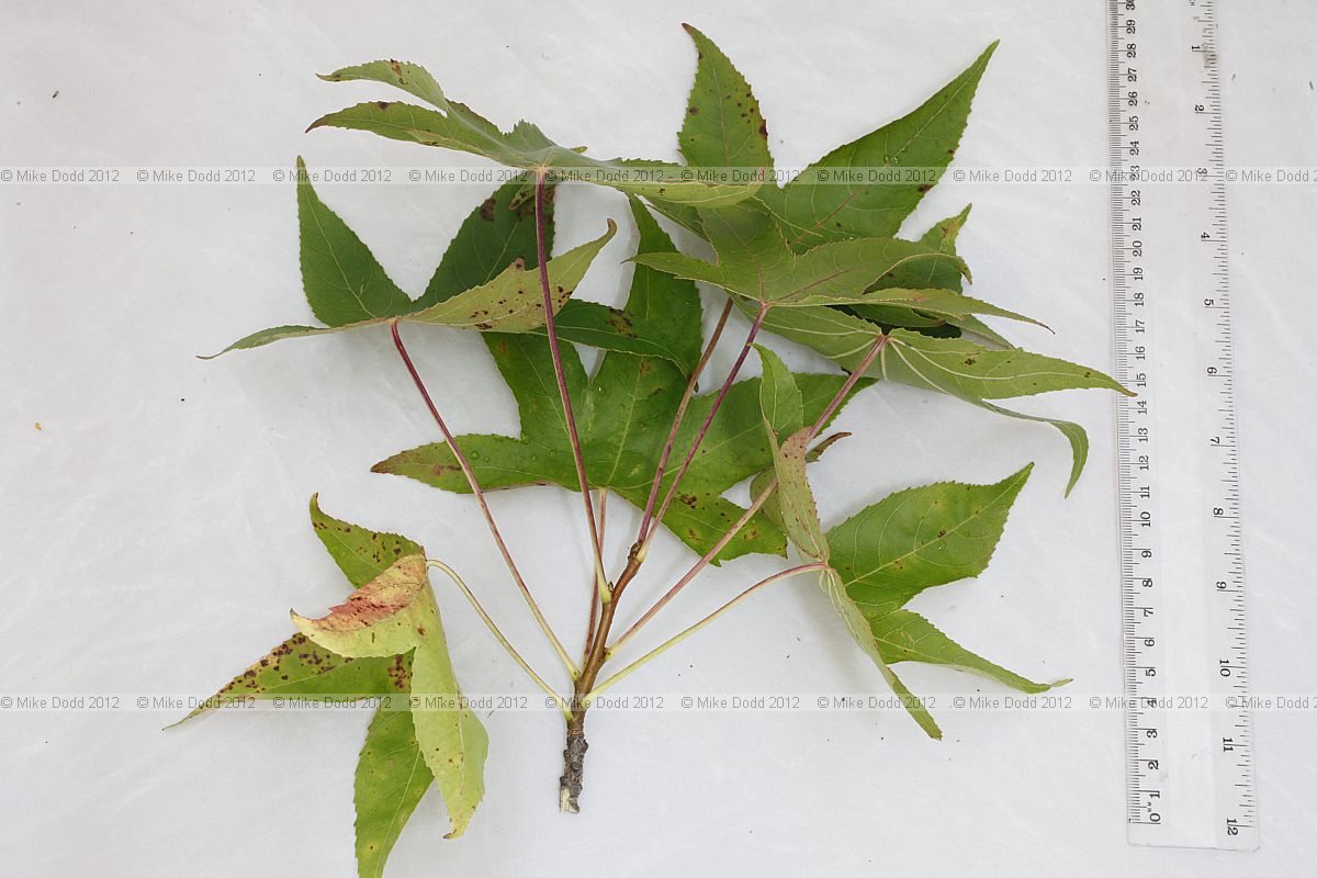 Liquidambar styraciflua Sweet gum