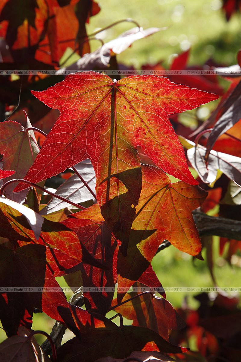 Liquidambar styraciflua 'Kia'
