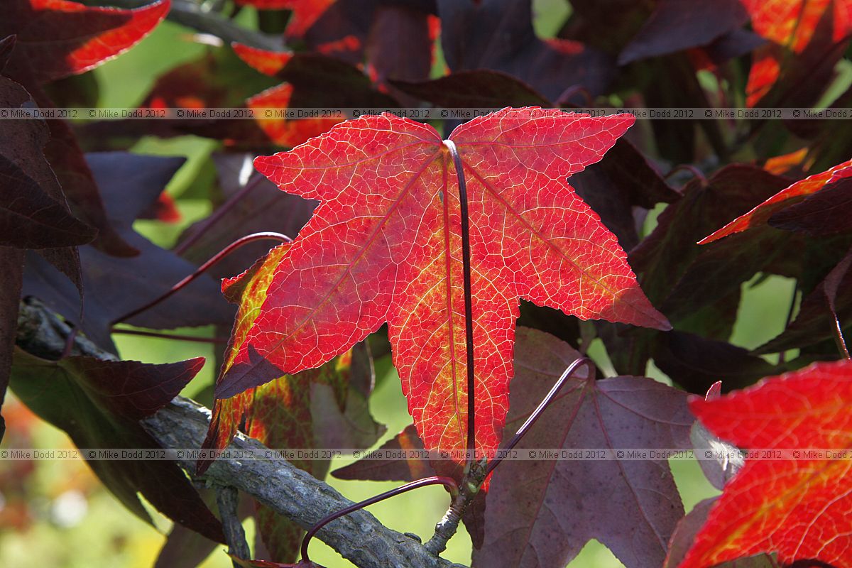 Liquidambar styraciflua 'Kia'