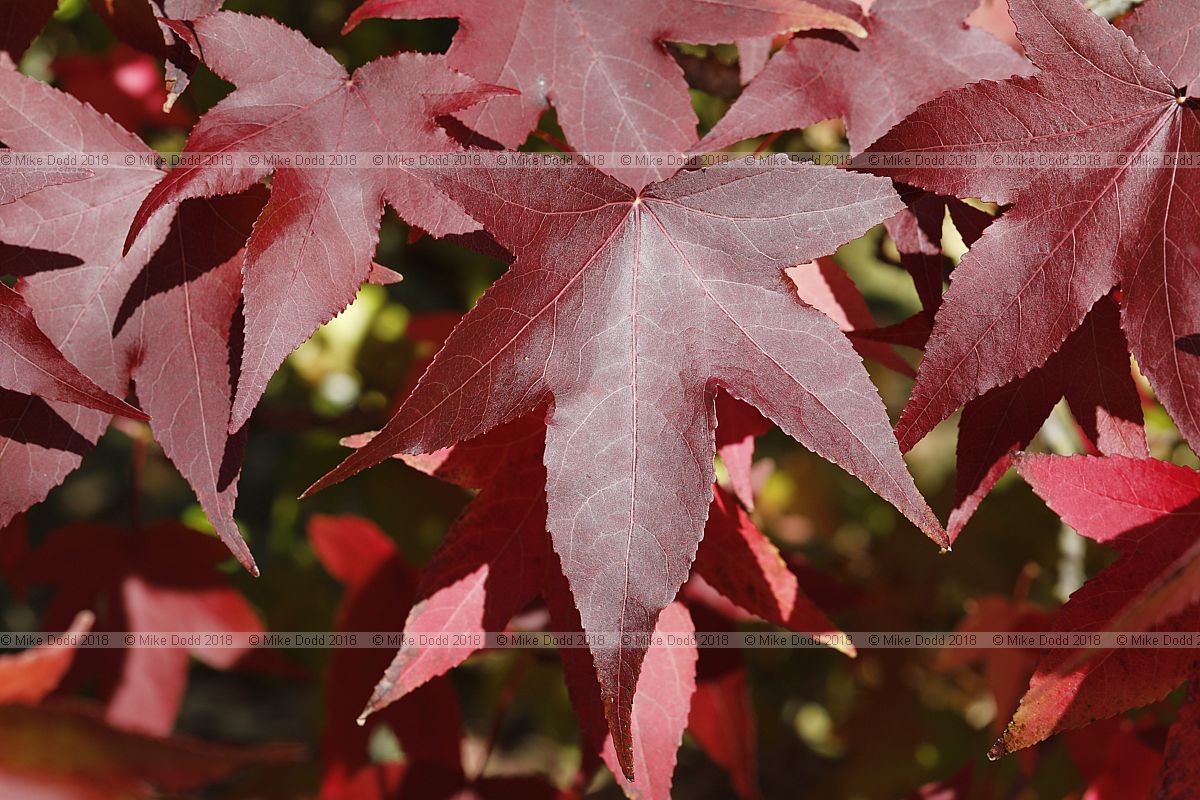 Liquidambar styraciflua 'Thea'