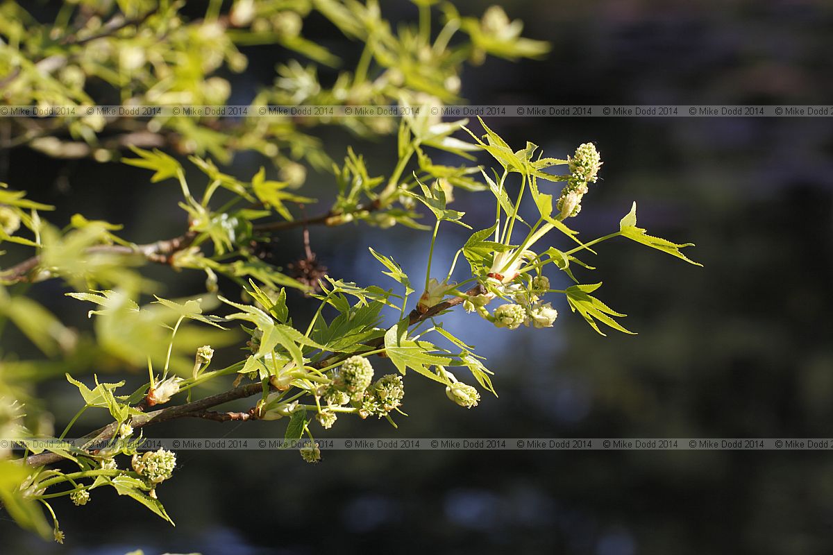 Liquidambar styraciflua 'Worplesdon'