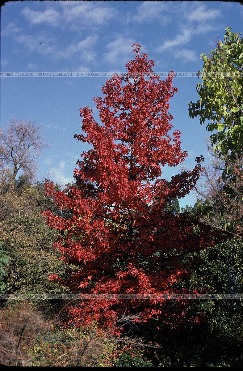 Liquidambar styraciflua Sweet gum Bath botanic garden