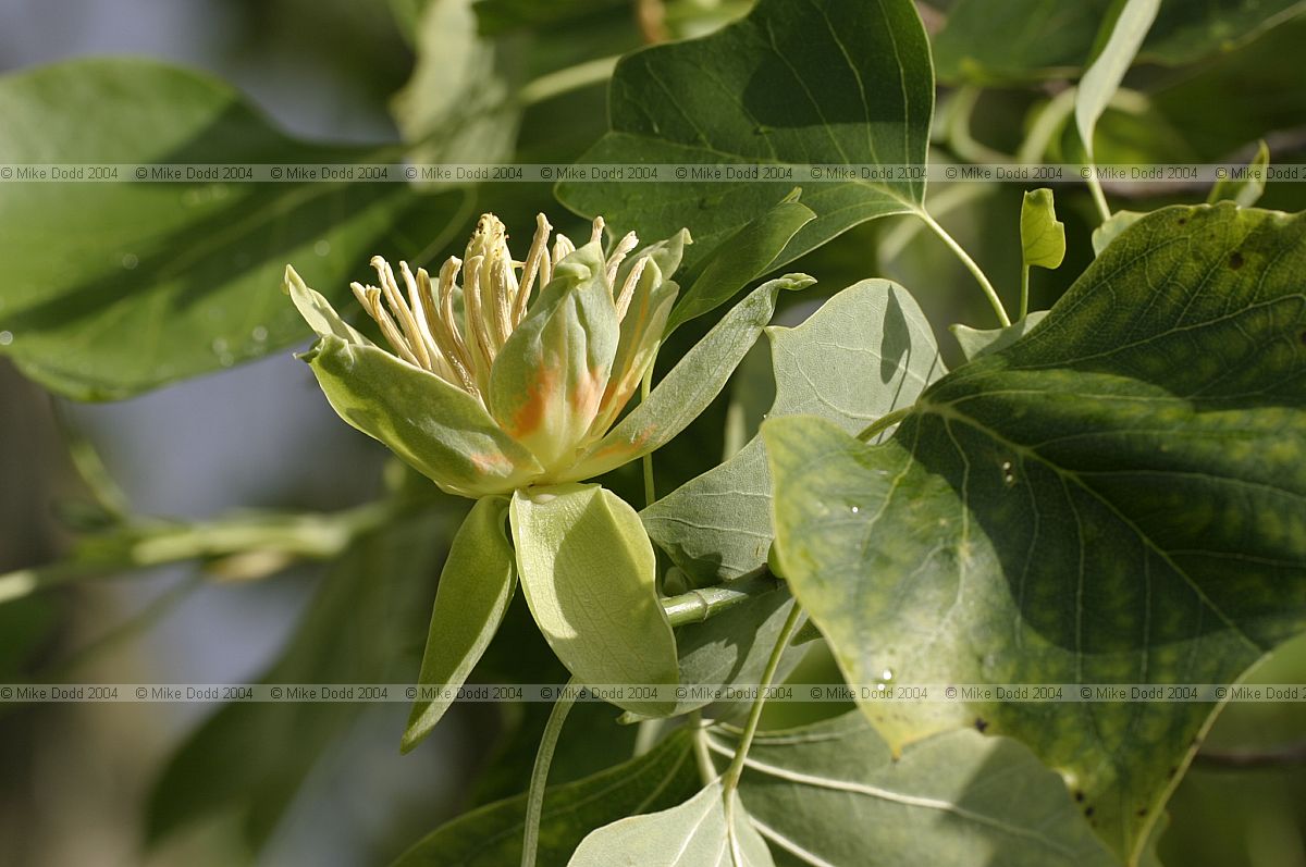 Liriodendron tulipifera Tulip tree