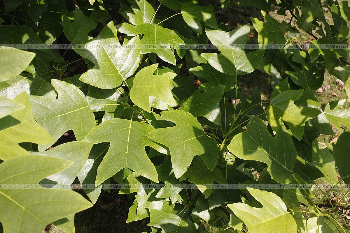 Liriodendron chinense