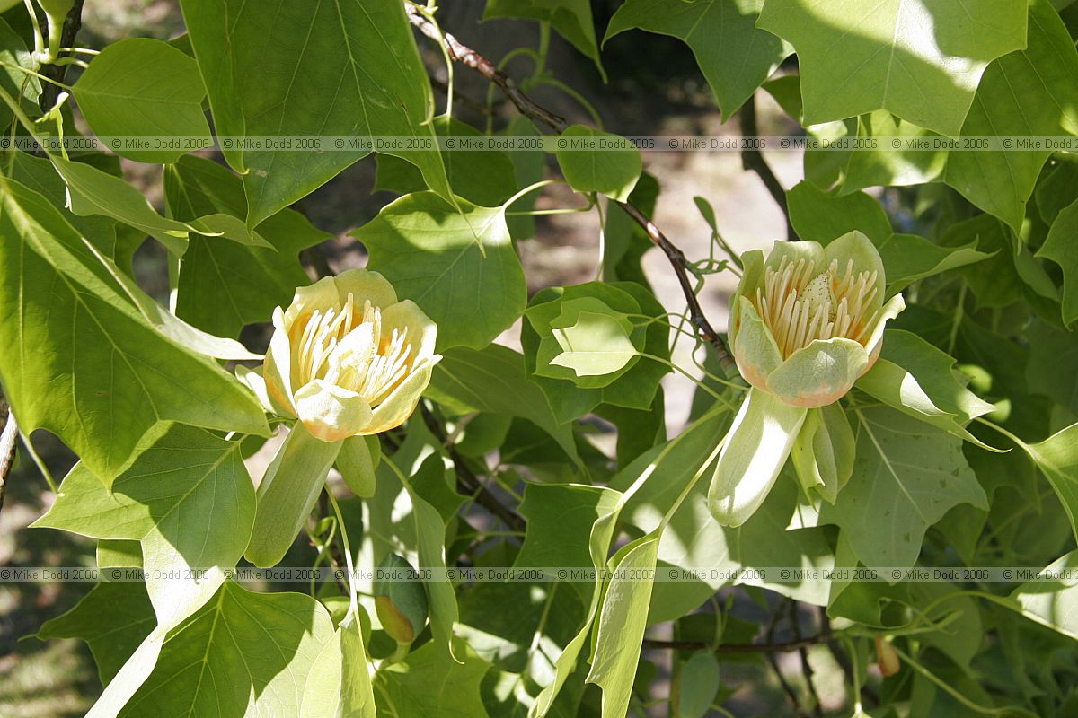 Liriodendron tulipifera Tulip tree