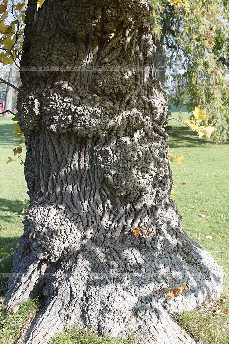 Liriodendron tulipifera Tulip tree