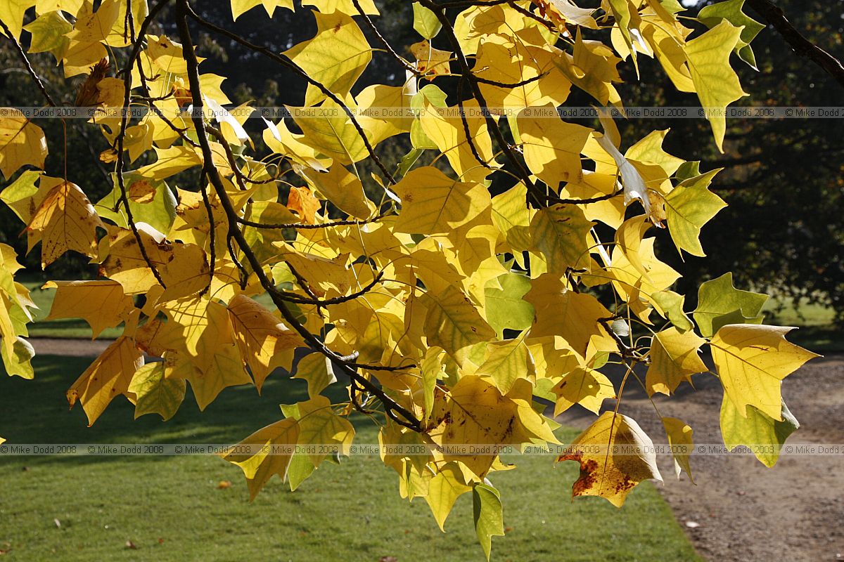 Liriodendron tulipifera Tulip tree