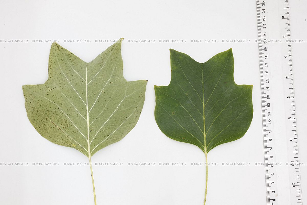 Liriodendron tulipifera Tulip Tree