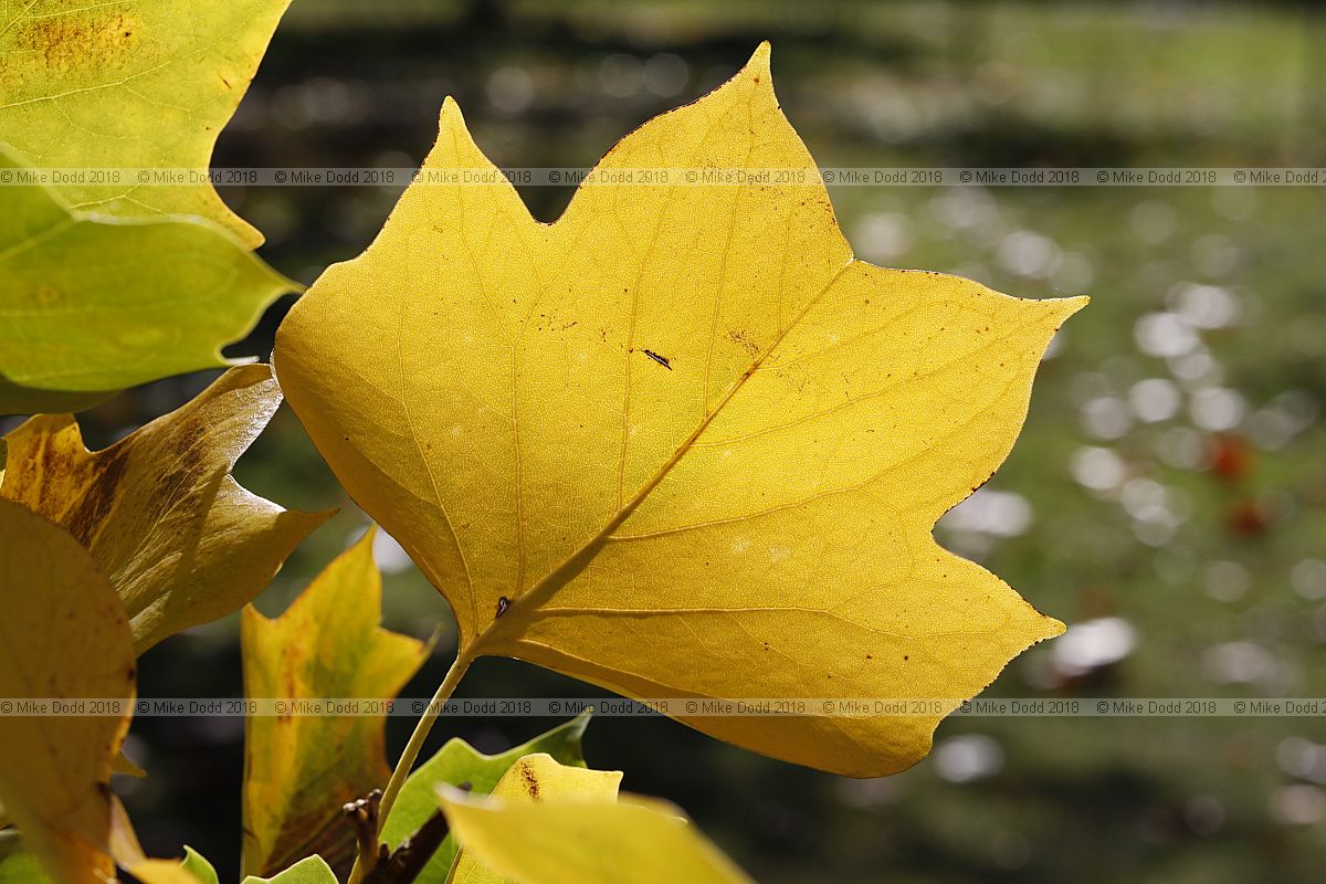 Liriodendron tulipifera 'Fastigiatum'