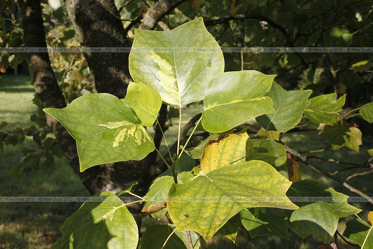 Liriodendron tulipifera 'Mediopictum'
