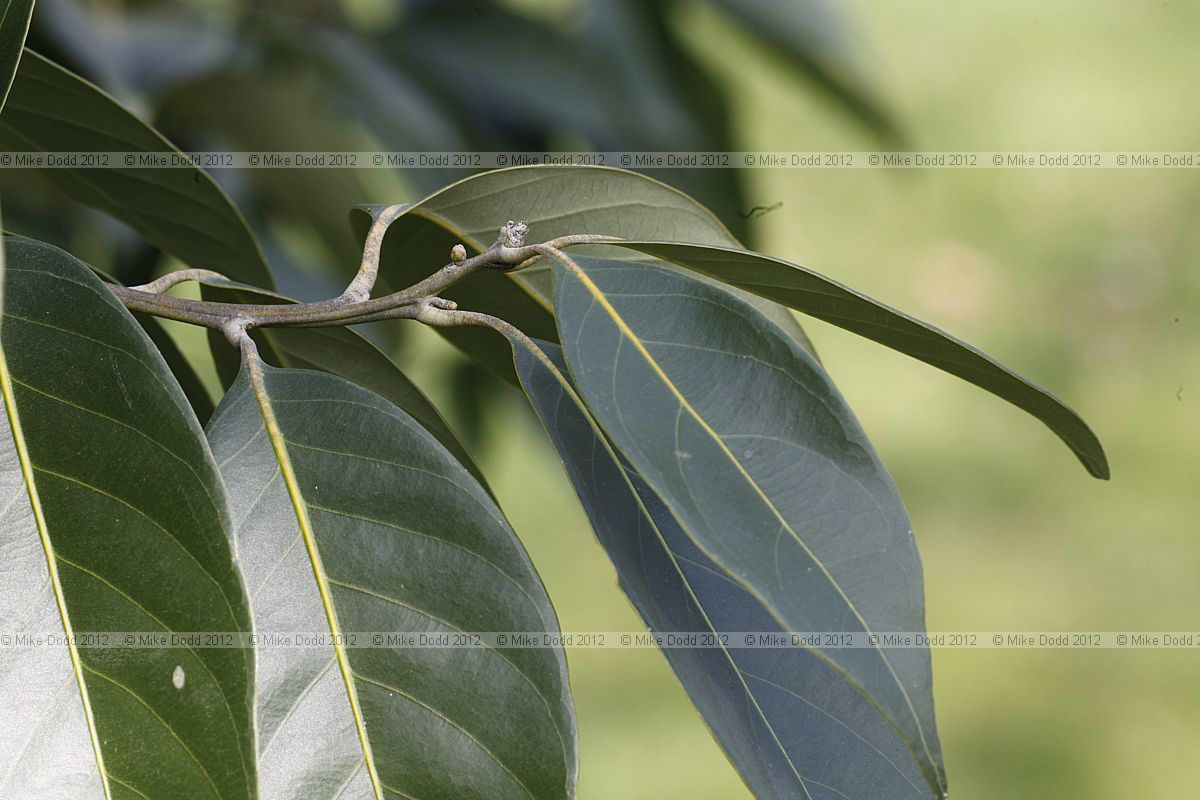 Lithocarpus cleistocarpus