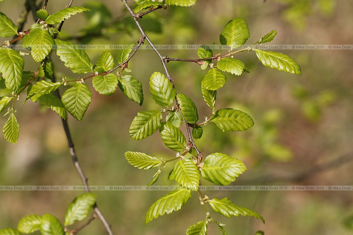 Lophozonia obliqua (Nothofagus obliqua) Roble beech