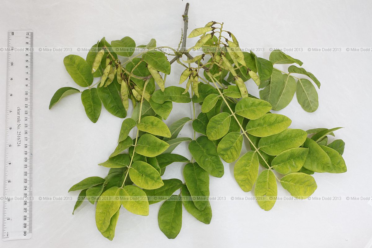 Maackia amurensis var buergerii Covered in slightly sticky hairs not particularly obvious this late in the season