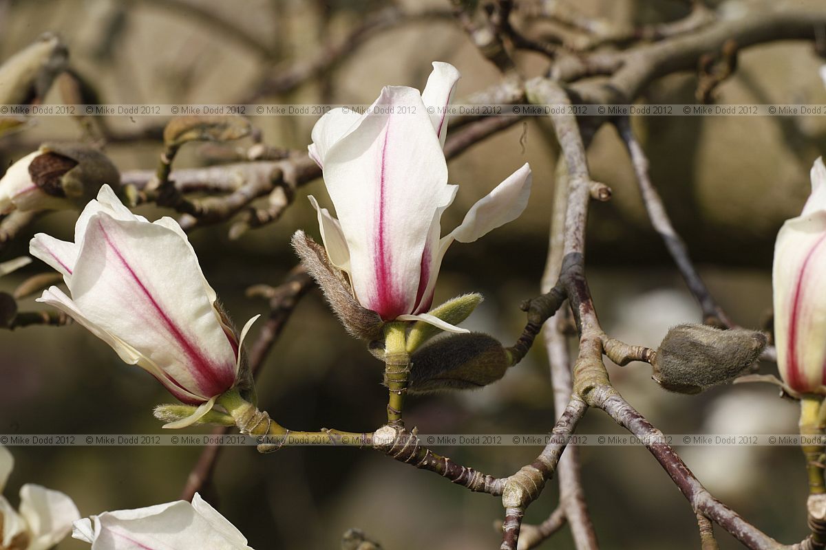 Magnolia 'Kewensis'