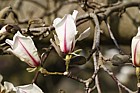 Magnolia 'Kewensis'