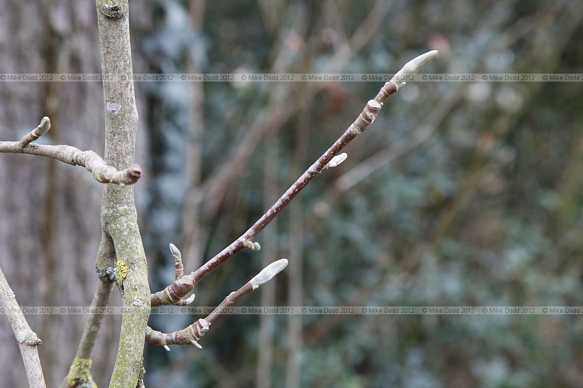 Magnolia acuminata
