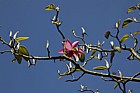Magnolia campbellii 'Darjeeling'