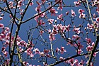 Magnolia campbellii 'Darjeeling' x cylindrica