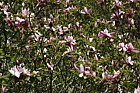 Magnolia campbellii 'Treve Holman'