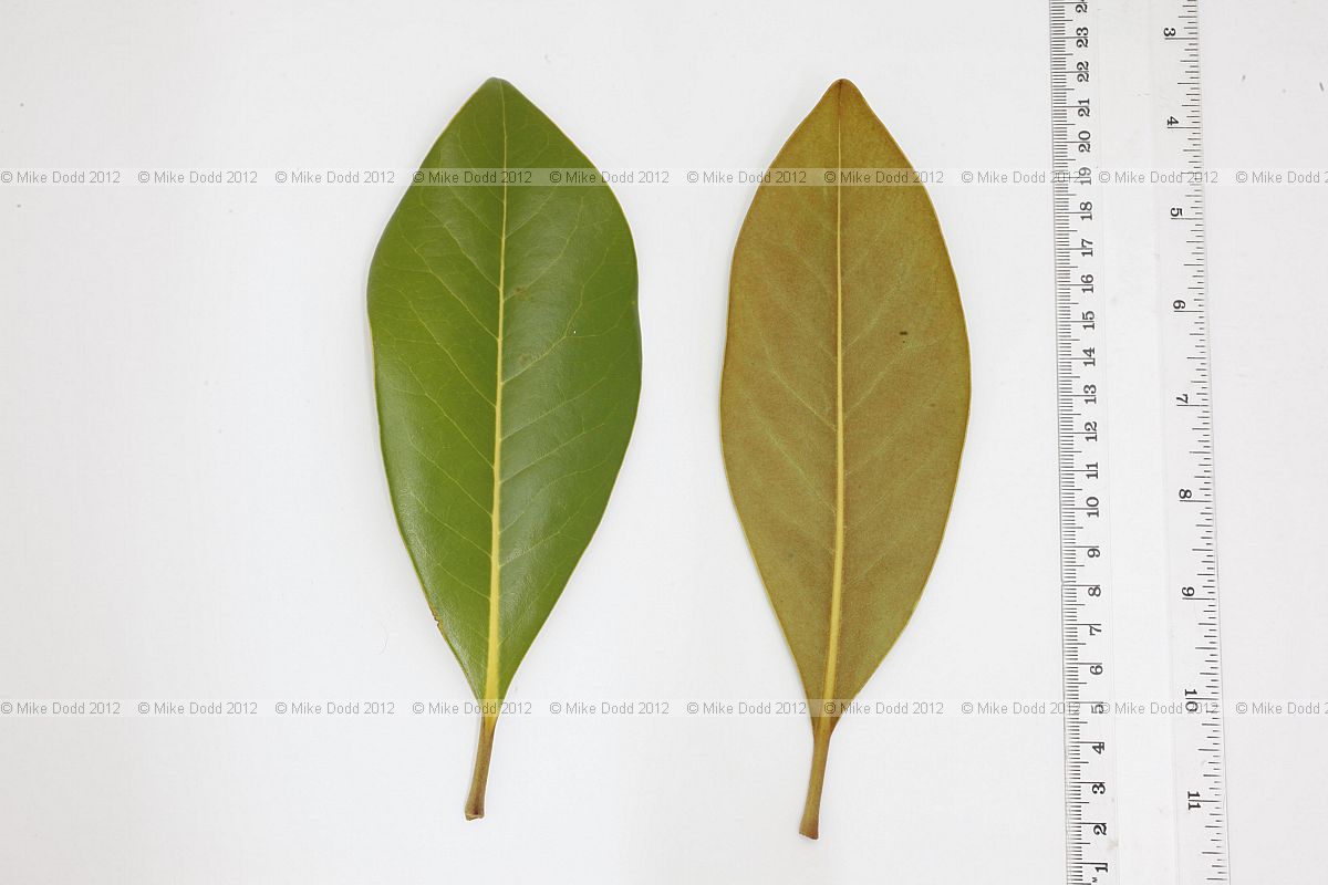 Magnolia grandiflora Southern Evergreen Magnolia