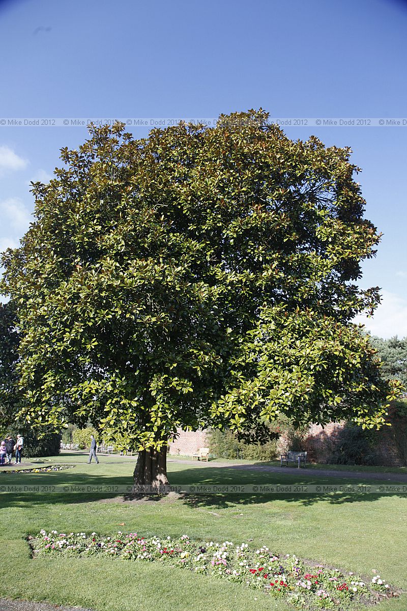 Magnolia grandiflora Bull Bay