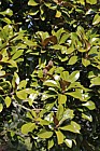 Magnolia grandiflora Bull Bay