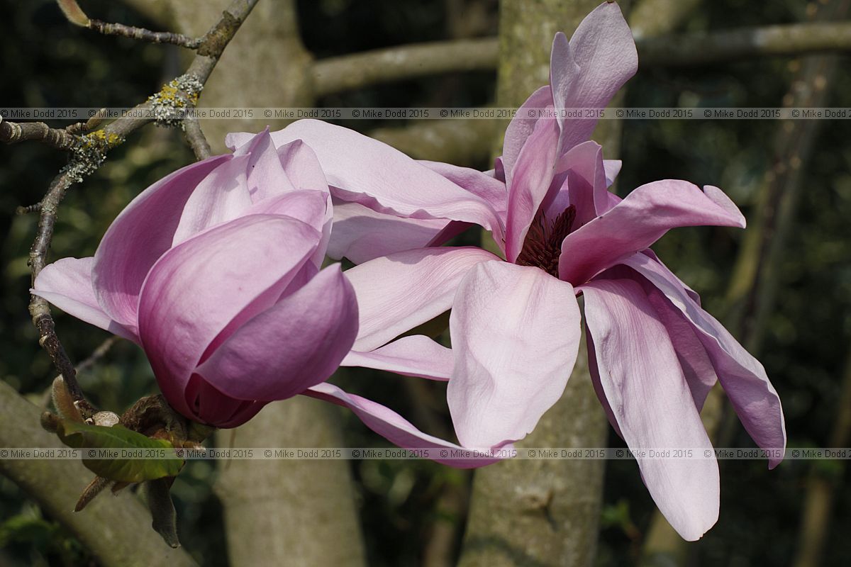 Magnolia 'J.C. Williams'