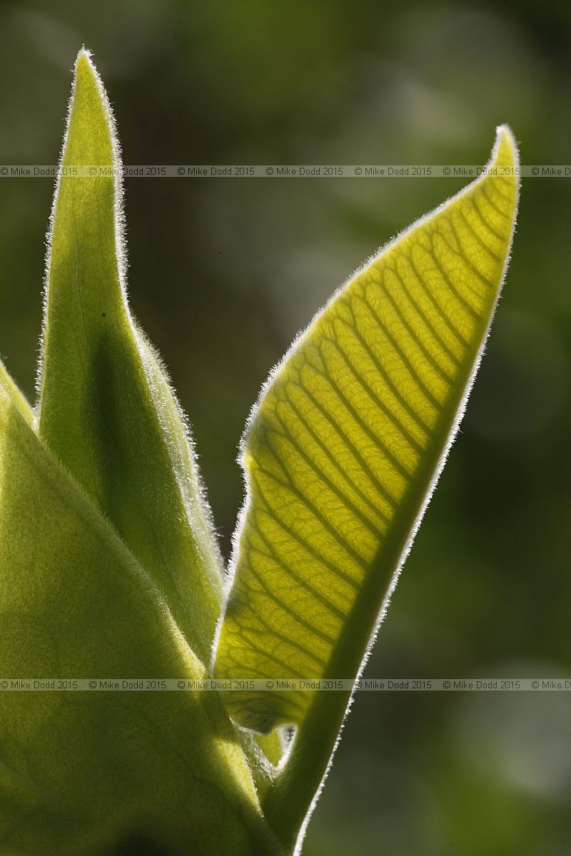 Magnolia macrophylla Bigleaf magnolia