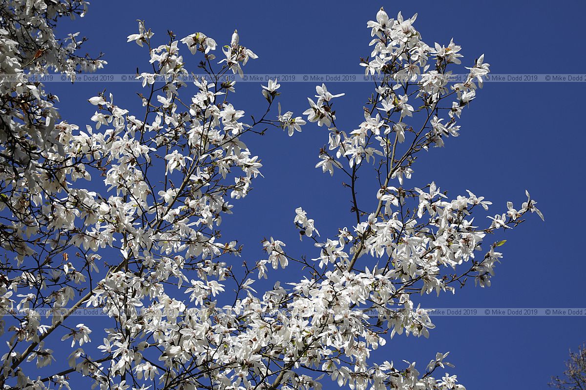 Magnolia salicifolia