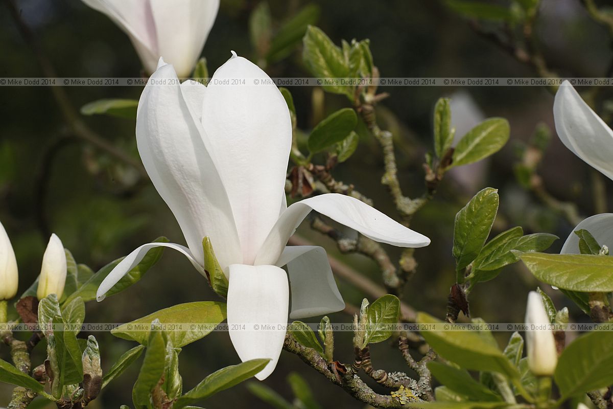 Magnolia x soulangeana 'Alexandrina'