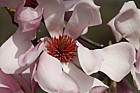 Magnolia sprengeri var diva