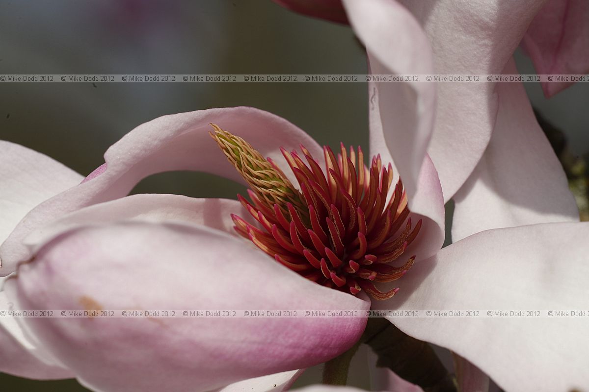 Magnolia sprengeri var diva