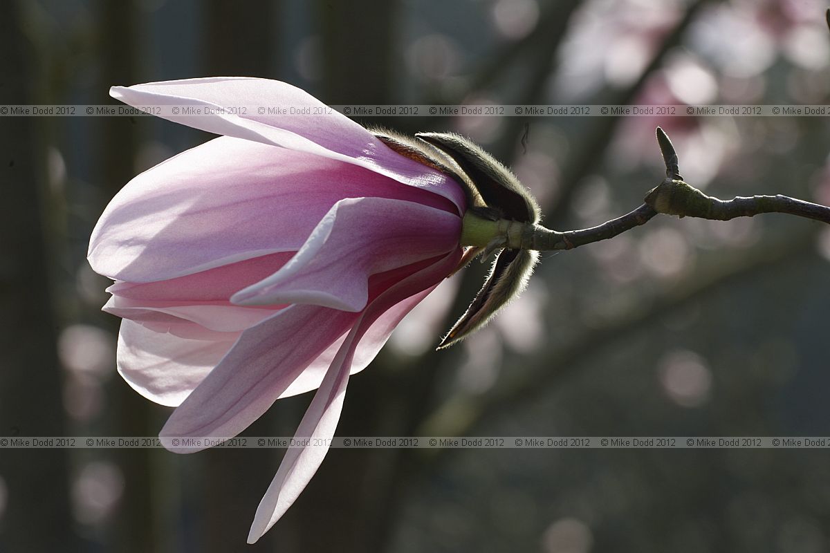 Magnolia sprengeri var diva