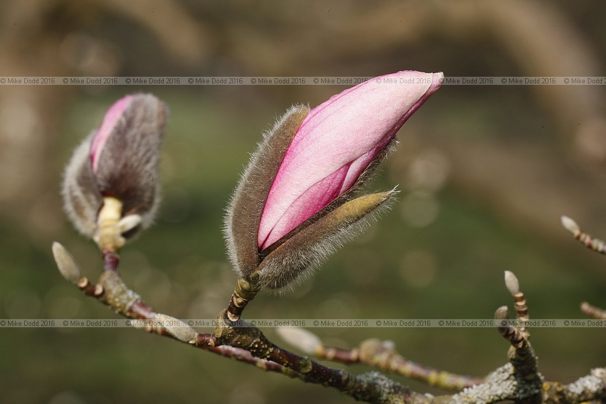 Magnolia sprengeri var. diva