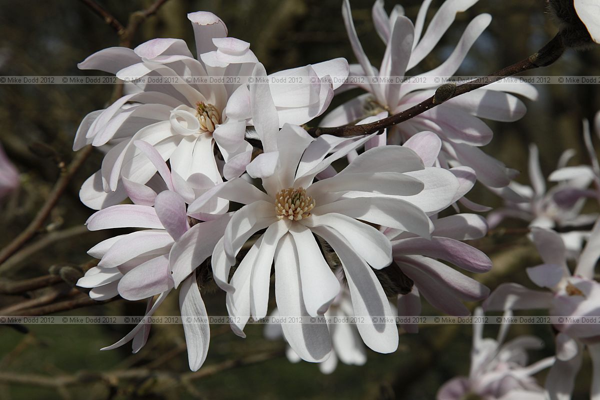 Magnolia stellata 'King Rose'
