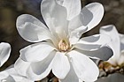 Magnolia stellata 'Two Stones'