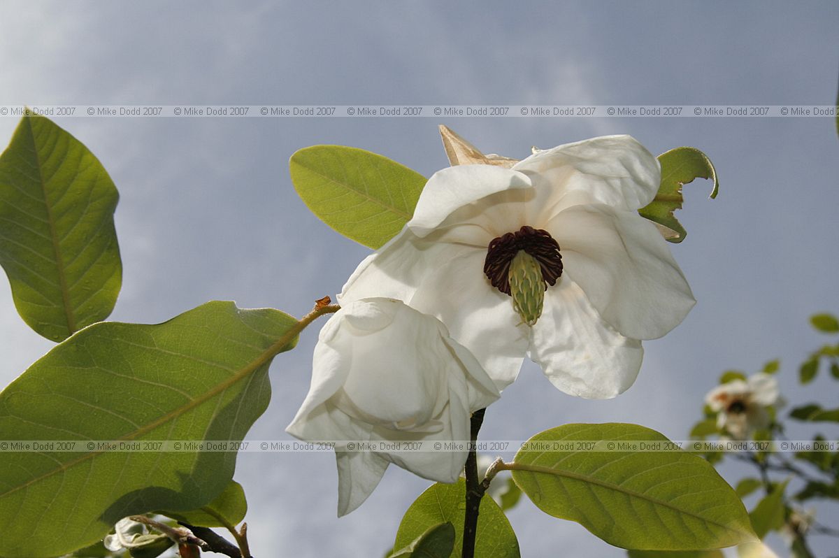 Magnolia wilsonii