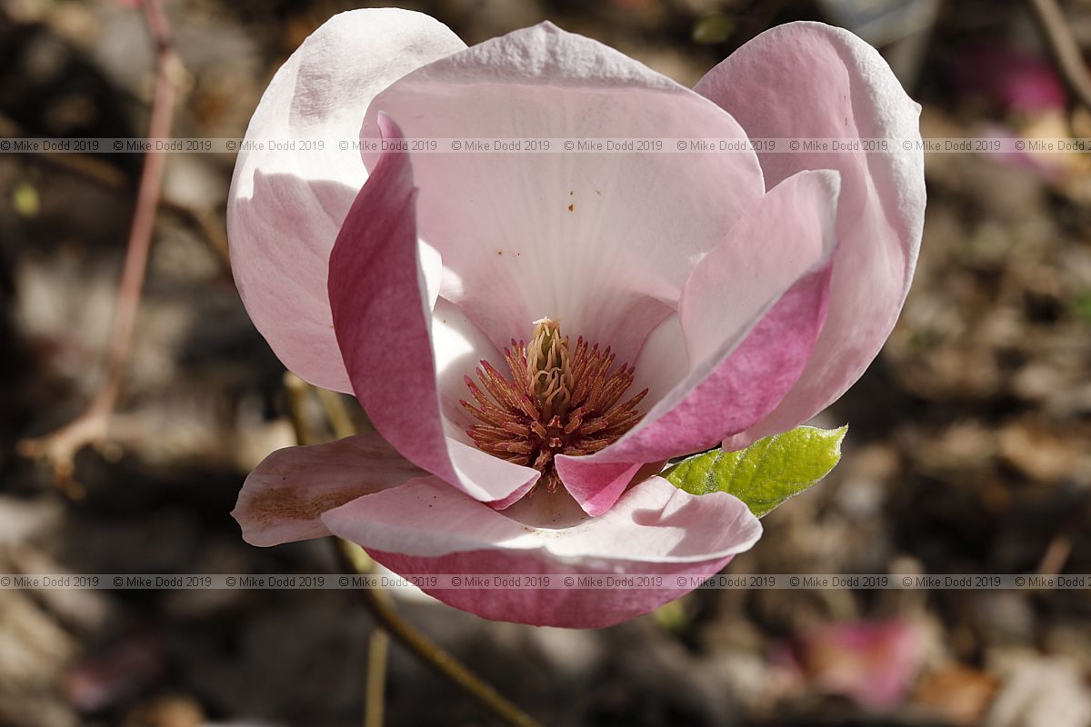 Magnolia x soulangeana