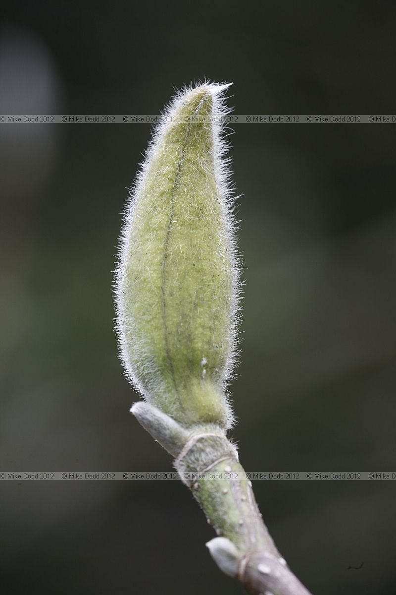 Magnolia x soulangeana 'Lennei'