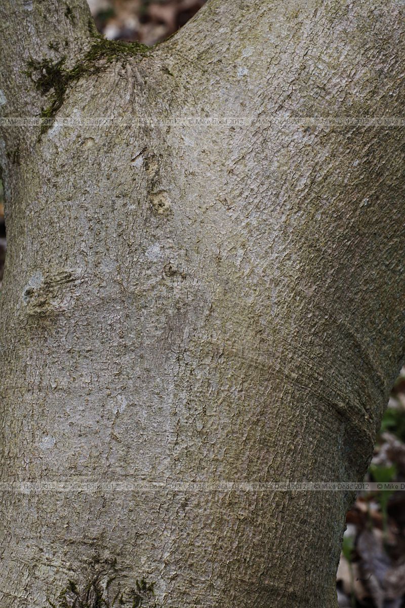 Magnolia x soulangeana 'Lennei'