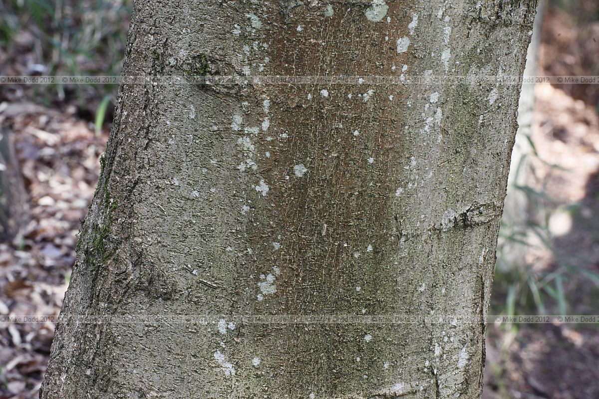 Magnolia x veitchii 'Isca'