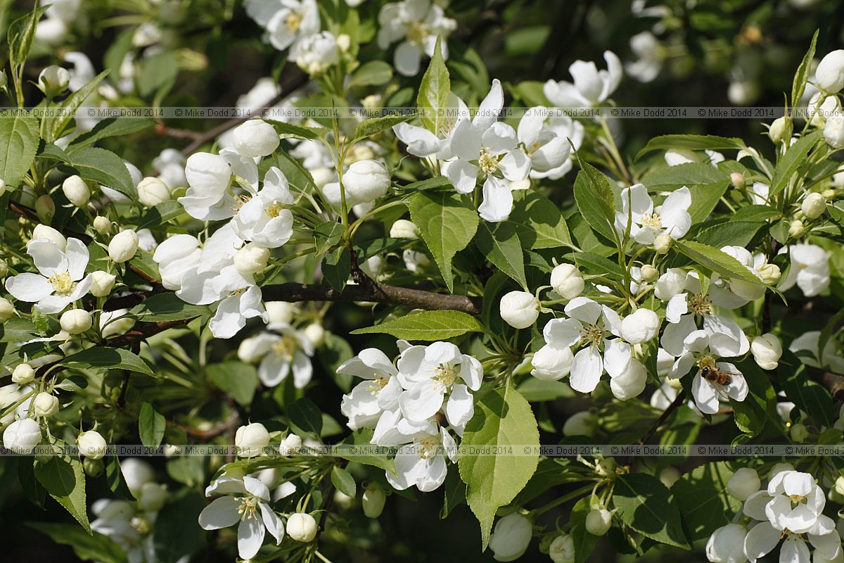 Malus baccata Siberian crab