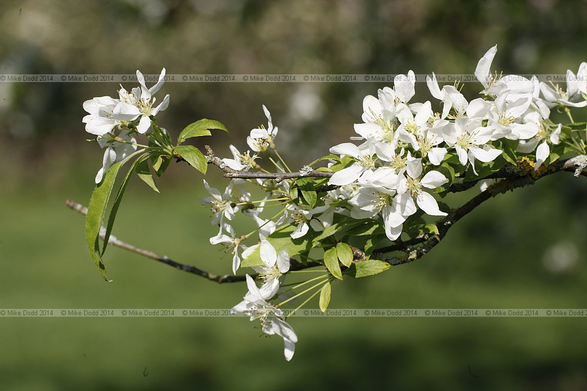 Malus brevipes