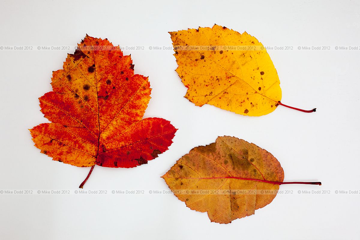 Malus coronaria Sweet Crab