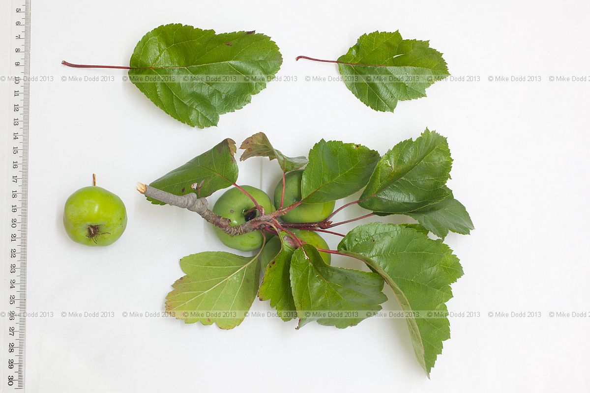 Malus coronaria Sweet Crab