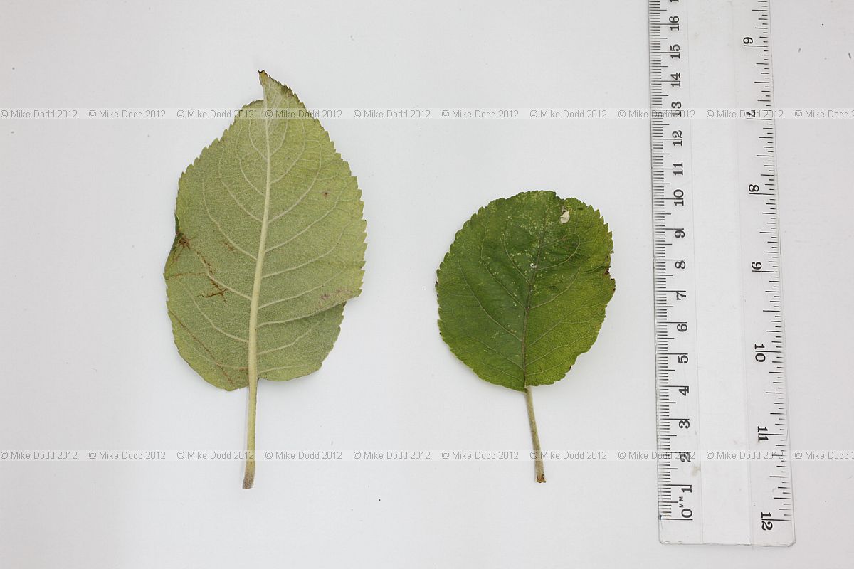 Malus domestica Orchard Apple