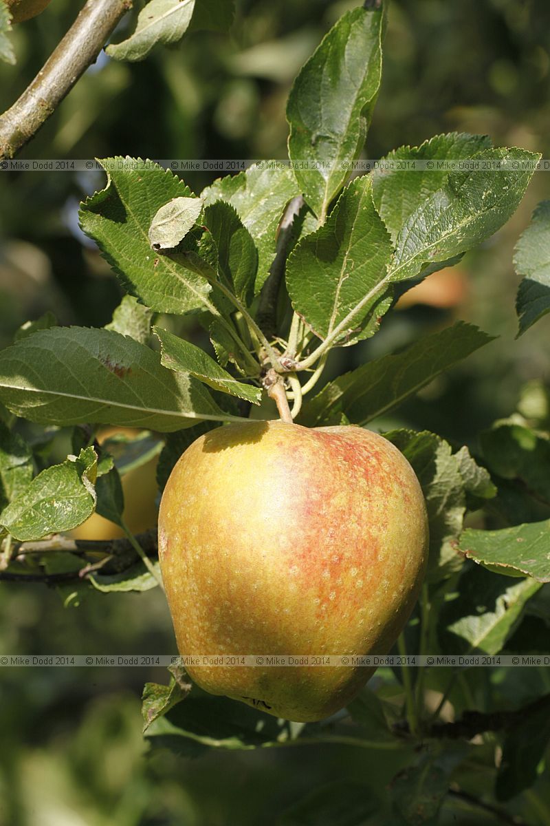 Malus domestica apple 'Adam's Pearmain'